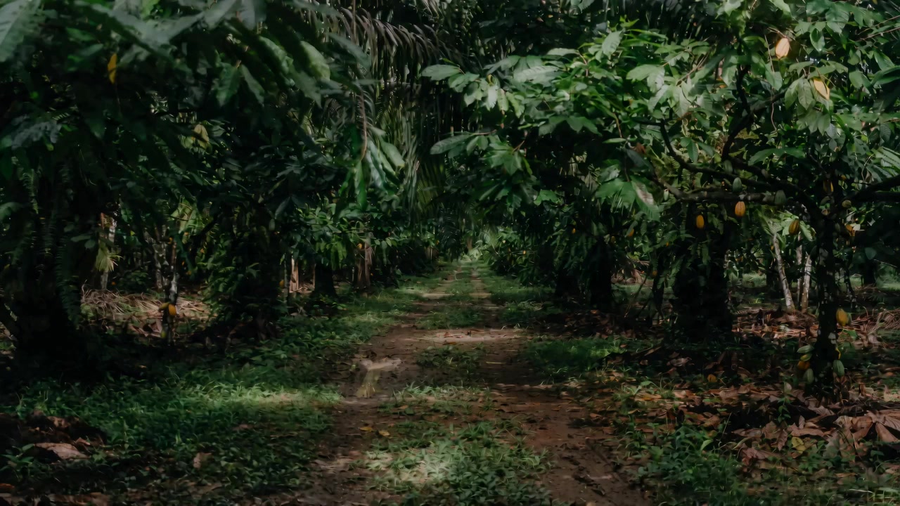 A path through cocoa trees, with cocoa pods growing along the trunks.