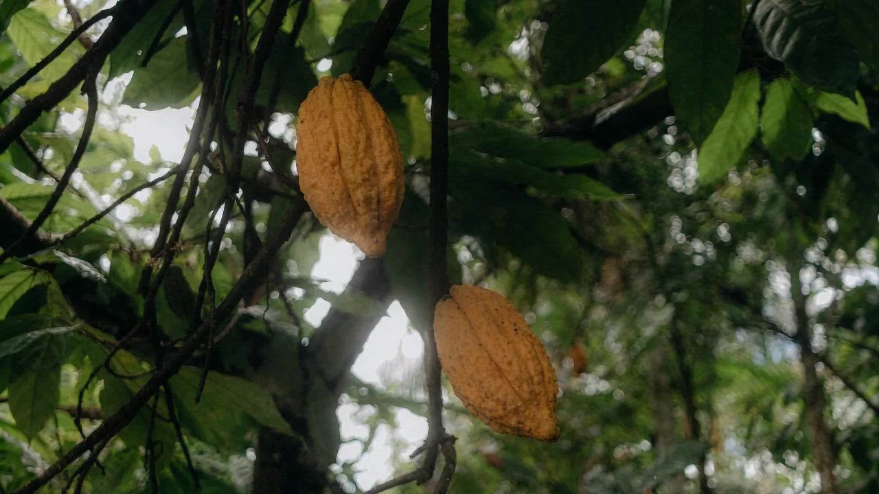 Yellow cocoa pods on a tree beneath a canopy of green leaves.