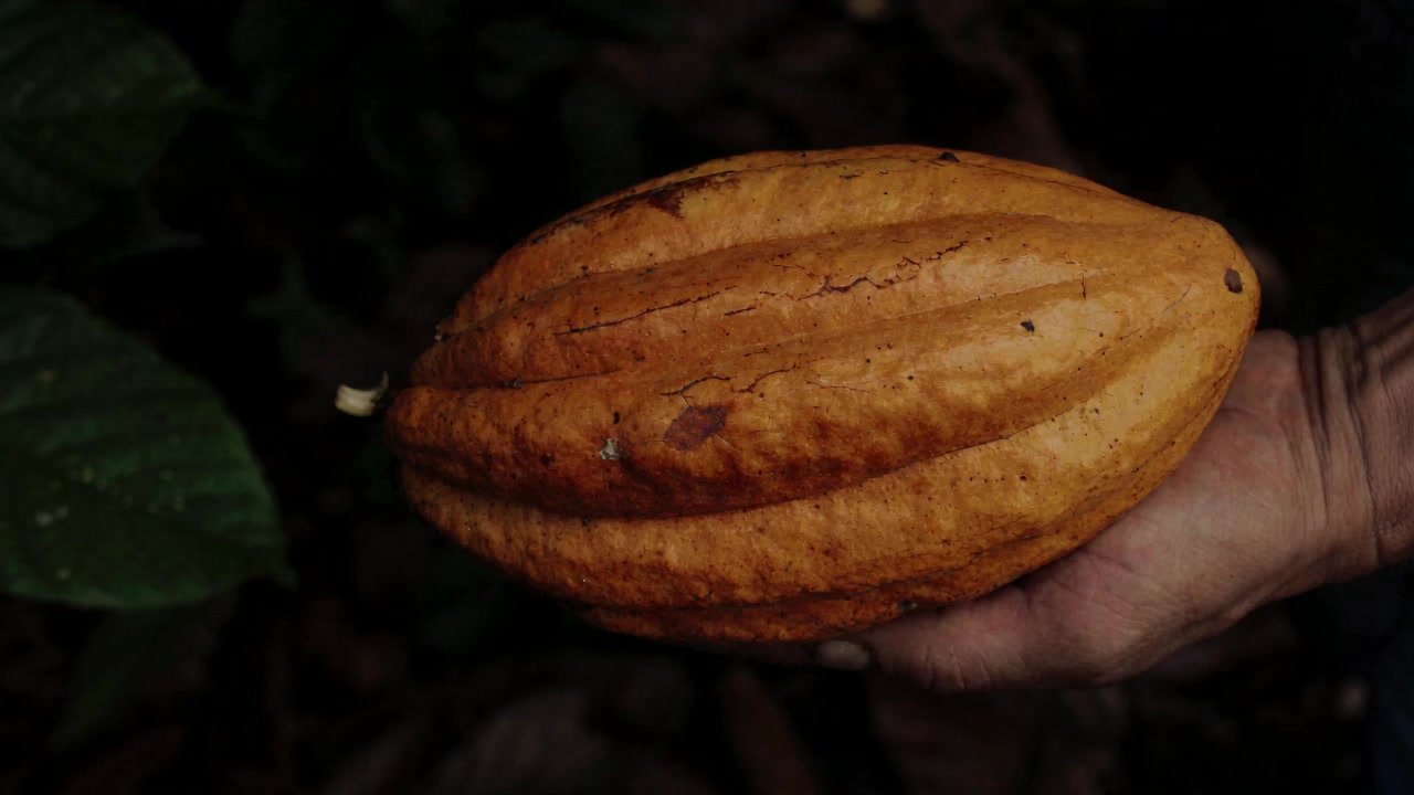 A hand holding a ripe yellow cocoa pod for inspection.