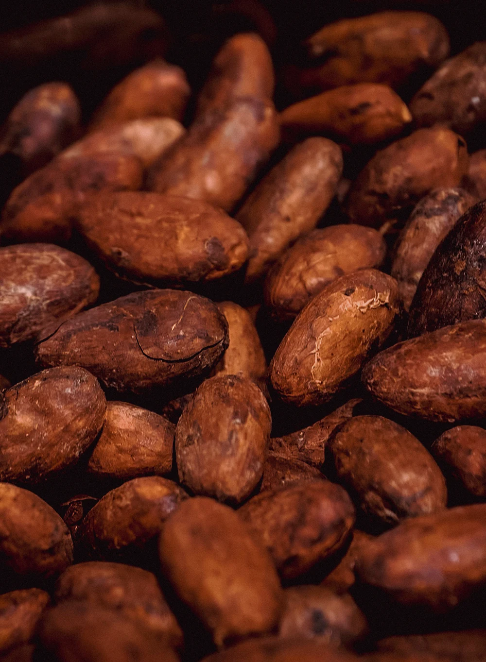 Cocoa beans